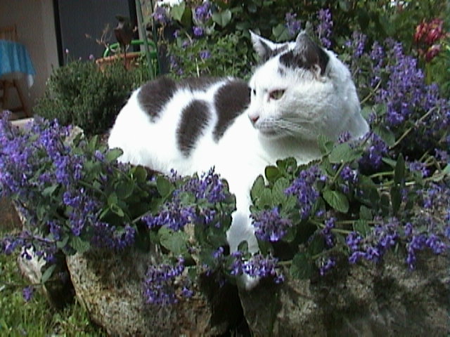 ... unser Felix in seinen besten Tagen *seufz* in der Katzenminze